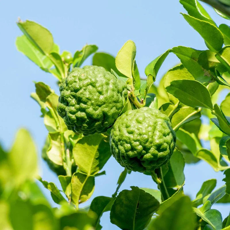 ORGANIC BERGAMOT OIL