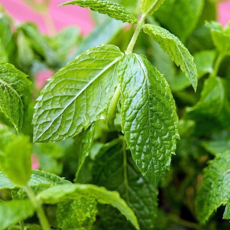 Organic Peppermint Oil