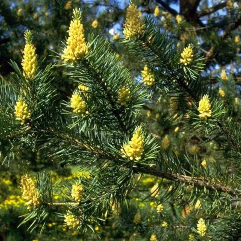 Organic Pine Tree Oil