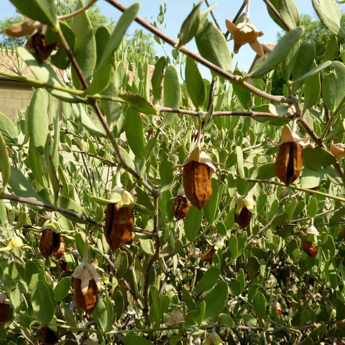 Organic Jojoba Oil – 50ml (Amber Glass with Dropper)