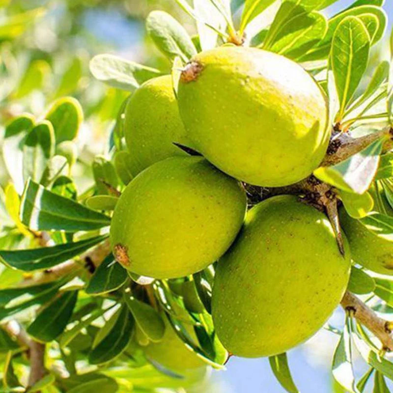 Organic Argan Oil – 50ml (Amber Glass with Dropper)